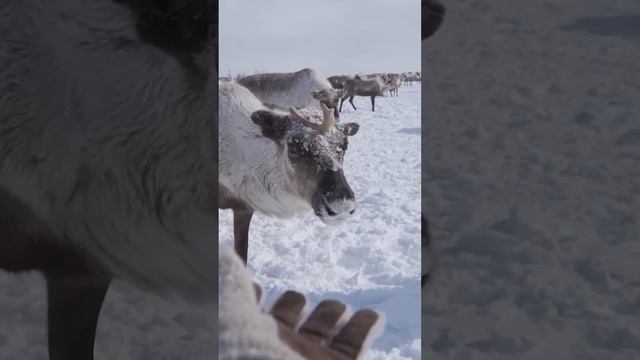 ? Северные олени. Ямал. Интересные факты