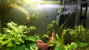 Уход за аквариумом . Подмена воды в аквариуме. Что нужно знать об уходе за аквариумом