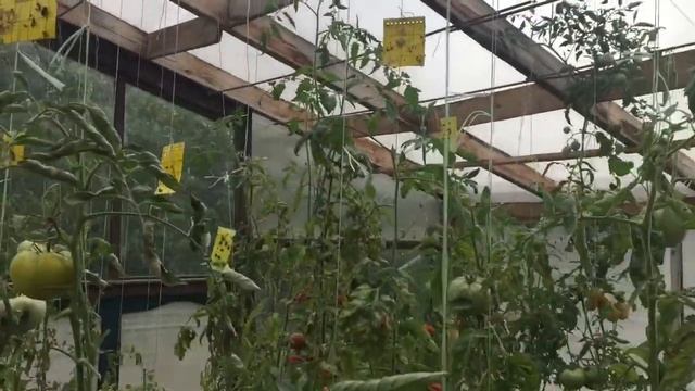 Ура! Сезон без белокрылки! Но... смотреть онлайн