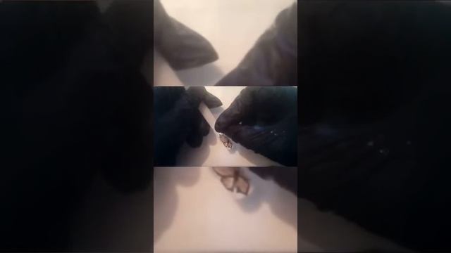 Золотистая бабочка!