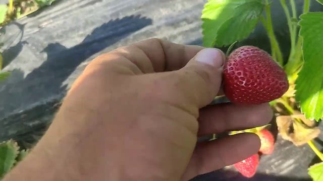 Одновременно сбор клубники Сирии, Мальвины и роем картошку Ревьеру . Высажено 200кг - взял 1180кг смотреть онлайн