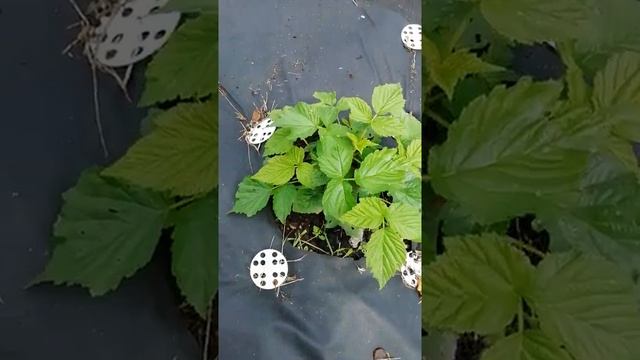 Малина Дельнива на Урале пошла в рост смотреть онлайн