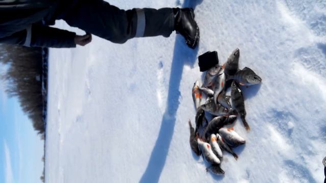 Зимняя рыбалка, Январь 2016, Дон, Приличный окунь. смотреть онлайн