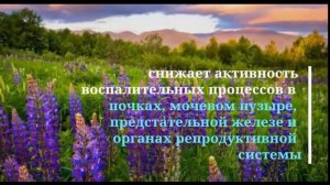 БФК "АЛЬФА Дигидрокверцетин" - новое качество жизни.