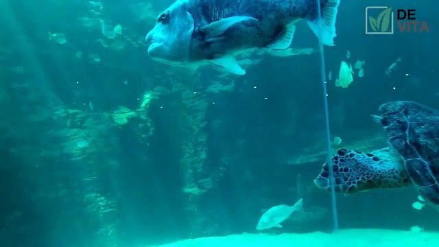 ОкеанМин Оушенмин   OceanMin   сила океана в твоем стакане!