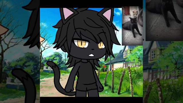 Меме гача лайф "любовь котов" смотреть онлайн