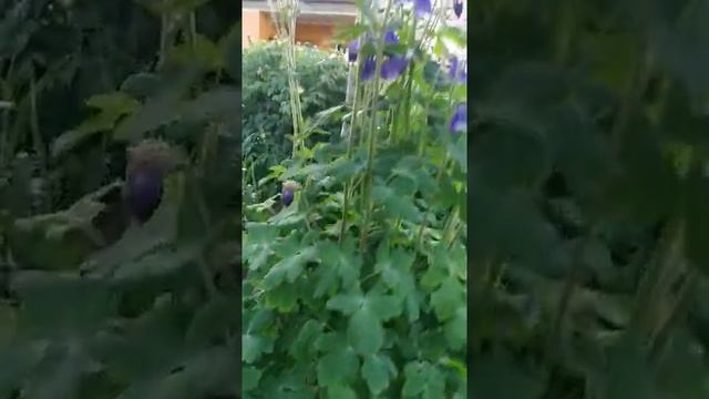 АКВИЛЕГИЯ. ПТИЦЕМЛЕЧНИК ЗОНТИЧНІЙ (Aquilegia. Ornithogalum umbellatum) #Shorts смотреть онлайн