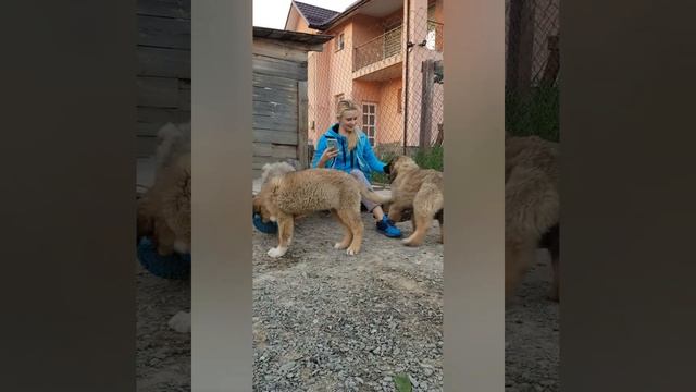 В питомнике гости и щенки кавказской овчарки 2.5 мес. (купить щенка) caucasian sherped dog puppi смотреть онлайн