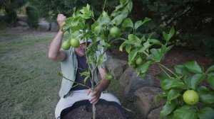 Growing Citrus Trees In Pots