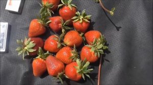 ДЖОЛИ   -  ранний сорт клубники из Италии