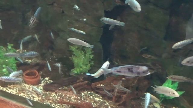 Сочи - 2 21.10.2019 смотреть онлайн