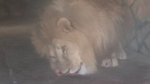 ❤️Лев Витя грозно рычит, его закрыли, но мясо съел. #lions #левВитя