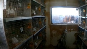 певчие попугаи и японские аммадины