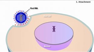 The Viral Life Cycle