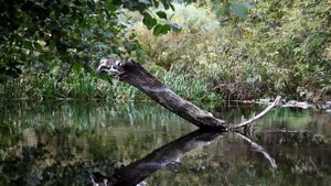 «Убля» Canon EOS 600D (Rebel T3i) + Helios 44-2 lens