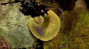 Грибы в Октябре. Грибы Валуи. Рядовки Белые. Рядовки мыльные. Веселка.