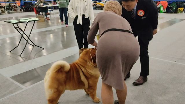 Кобели. Класс Чемпионов 1 смотреть онлайн