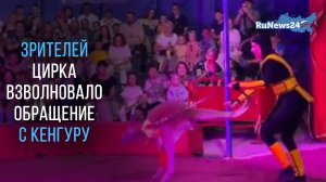 В цирке «Джокер» в Тольятти зрители преставления обеспокоены обращением с кенгуру, выступающего в бо