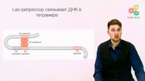 Регуляция работы генов. Регуляция транскрипции у прокариот. Часть 1