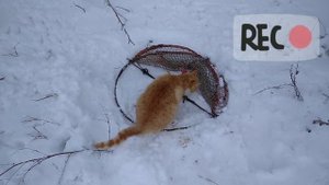 Поймал лису-??? Ловушкой на фазана! Лиса?-Проверка ловушки на кота!