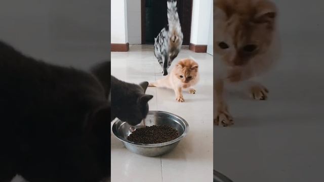 Смешные котики видео рутуб. Смешные котики видео рутуб. Смешные котики видео рутуб. Коты приколы с озвучкой. Ролики с котятами.