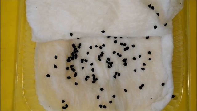 КАК ПОСАДИТЬ ЛУК ЭКСИБИШЕН НА РАССАДУ смотреть онлайн