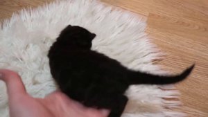 БРОНЬ Leopold Murbenmir / бенгальский мальчик окраса меланистик