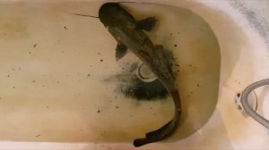 Ибрагим Из Дагестана Ловит большого Сома на Закидушку (Рыбалка Дагестане) big Catfish