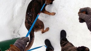 Коррекция агрессивного поведения собаки (Описание)