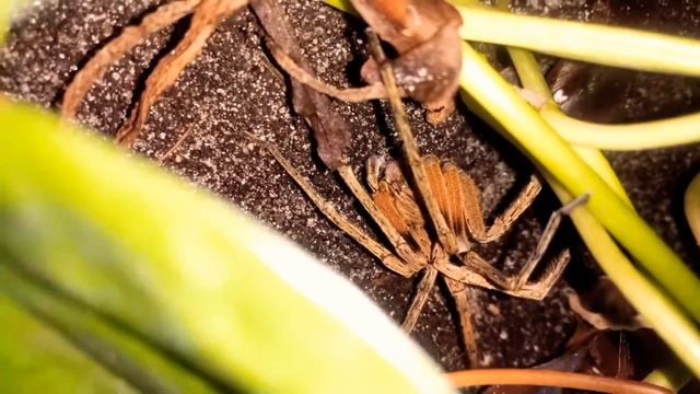 Jungle banana Spider ( Phoneutria nigriventer) 1.0 male Routine control смотреть онлайн