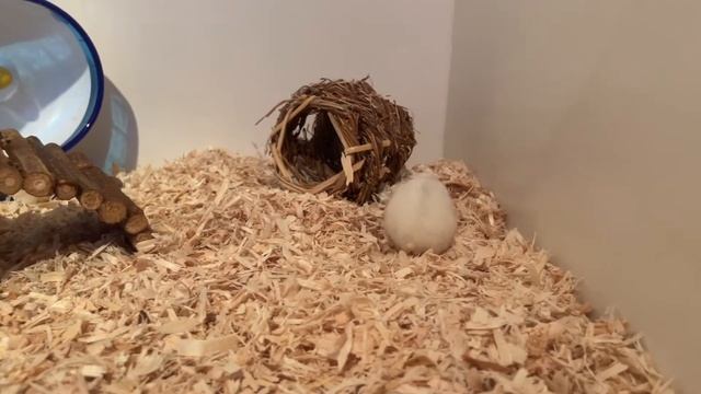 ГИГАНТСКИЙ ТЕРРАРИУМ ДЛЯ МОИХ ХОМЯКОВ смотреть онлайн