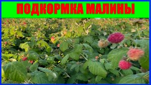 обзор малины на июнь || Уход за малиной в июне || Ревизия и обзор сортов малины #малина #выращивание