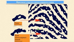 Дактилоскопическая экспертиза ч1