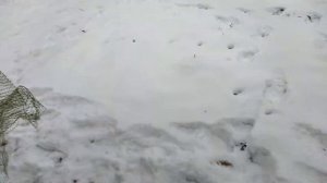 Борьба с синицами на пасеке.