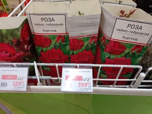 РОЗЫ. КАК СОХРАНИТЬ САЖЕНЦЫ ДО ПОСАДКИ? НАЧИНАЮЩИМ