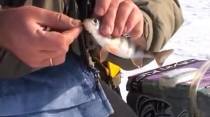 Спортивная ловля окуня зимой