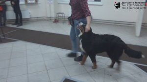 Занятие по дрессировке (группа начального послушания): обучение собак движению рядом. Тольятти, 2019