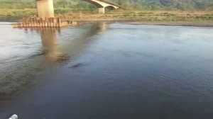 10 Атак КРОКОДИЛОВ снятых на КАМЕРУ