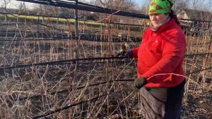 Обрезка  малины  Феномен осенью#вирощуваннямалини#малинафеномен