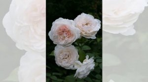 Sebastian Kneipp Rose