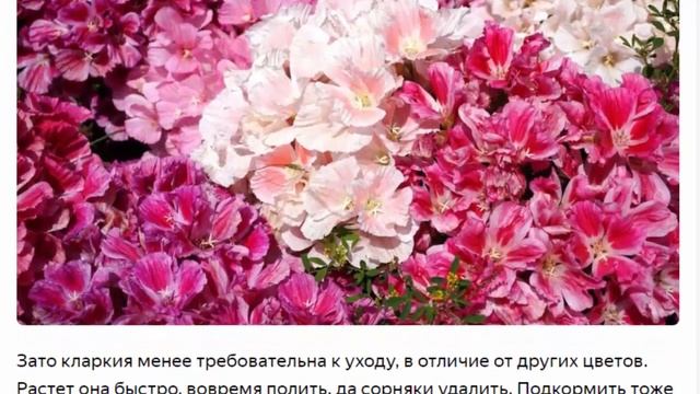 Кларкия