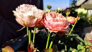 роза  Свит Вувузела