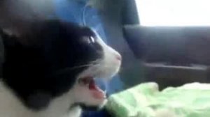 Котошок едет в машине  Catshock rides in the car