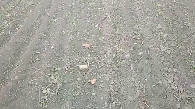 Всходи пшениці після посіву китайською сівалкою Заря смотреть онлайн