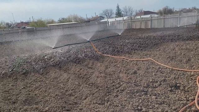 Полив огорода сразу после посадки картошки.