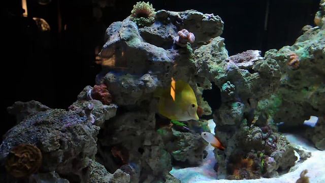 O.K. Coral Live Stream! смотреть онлайн