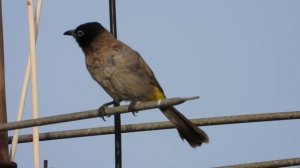 Nikon Coolpix P1000 Zoom Test 4K