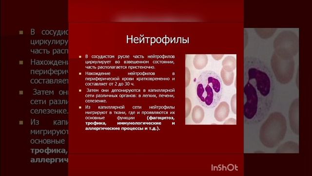 Лейкоциты