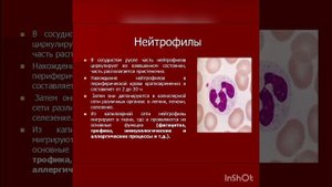 Лейкоциты