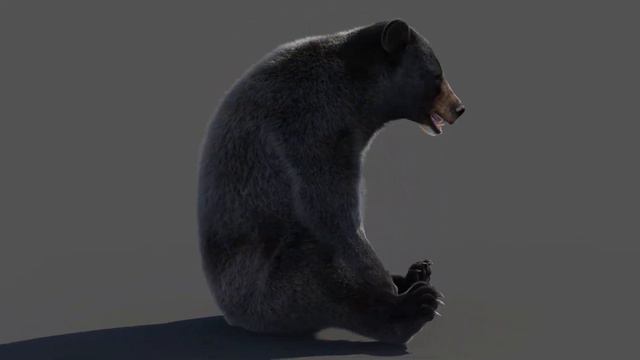 Animated Furry Black Bear 3D Model: Download | promax3d.com
